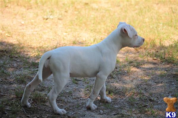 Sandhillkennels Picture 2